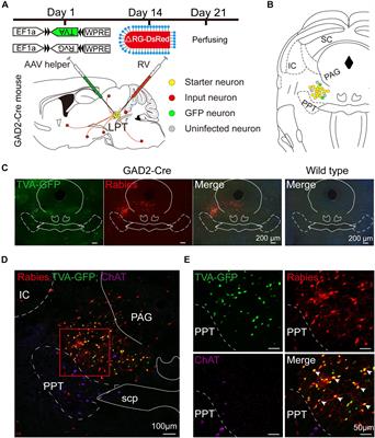 Whole-Brain Neural Connectivity to Lateral Pontine Tegmentum GABAergic Neurons in Mice